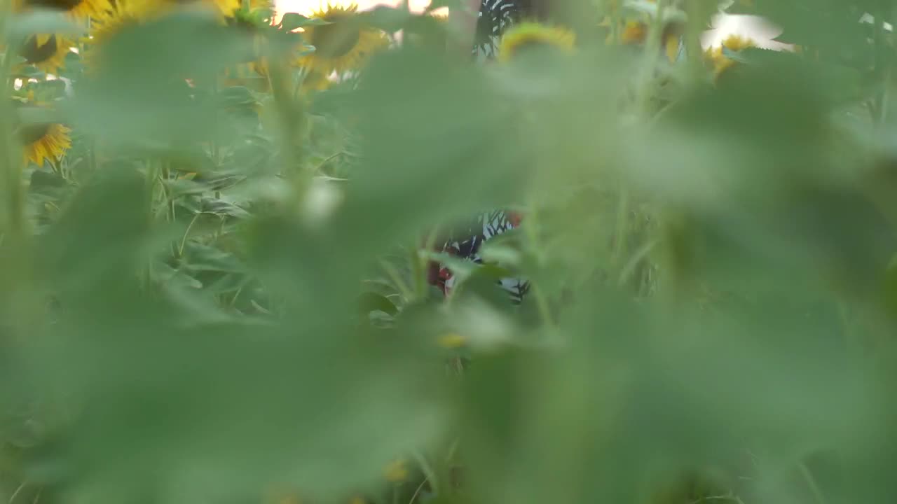 Stock Footage Woman With A Hat In A Sunflower Field Live Wallpaper Free