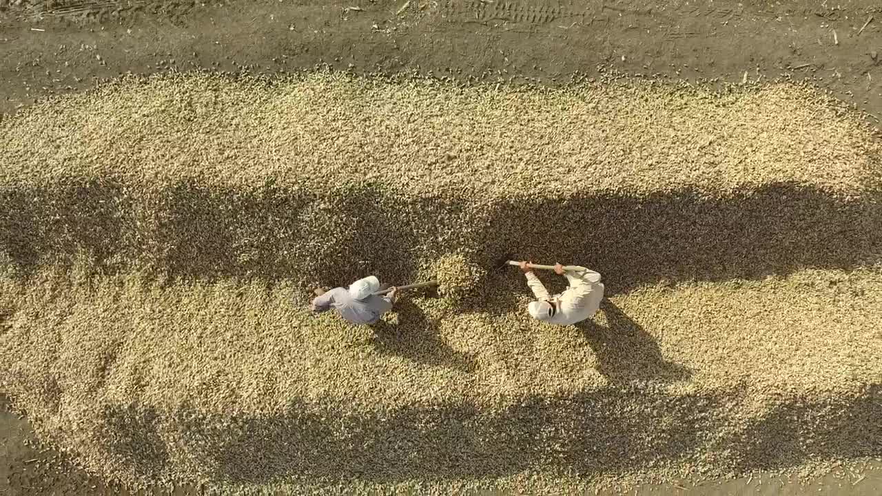 Stock Footage Workers Separating The Harvest With A Shovel Live Wallpaper Free