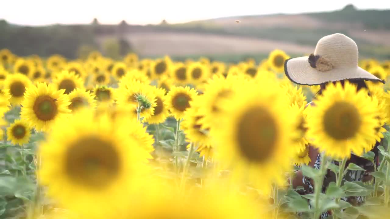 Stock Footage Woman Enjoying A Sunflower Crop Field Live Wallpaper Free