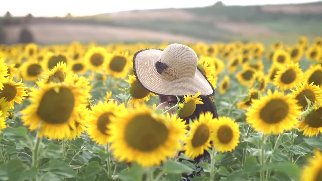 Stock Footage Woman With A Hat Walks In A Sunflower Field Live Wallpaper Free