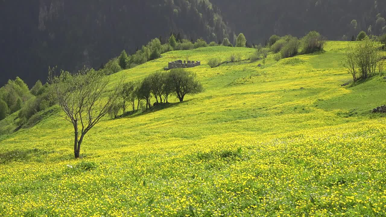 Stock Footage Woman Walking In A Mountain Valley Live Wallpaper Free