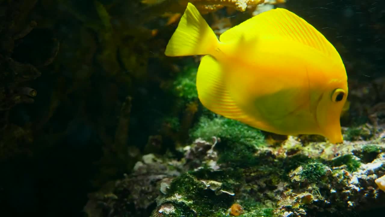 Stock Footage Yellow Fish Swimming Among Corals Live Wallpaper Free