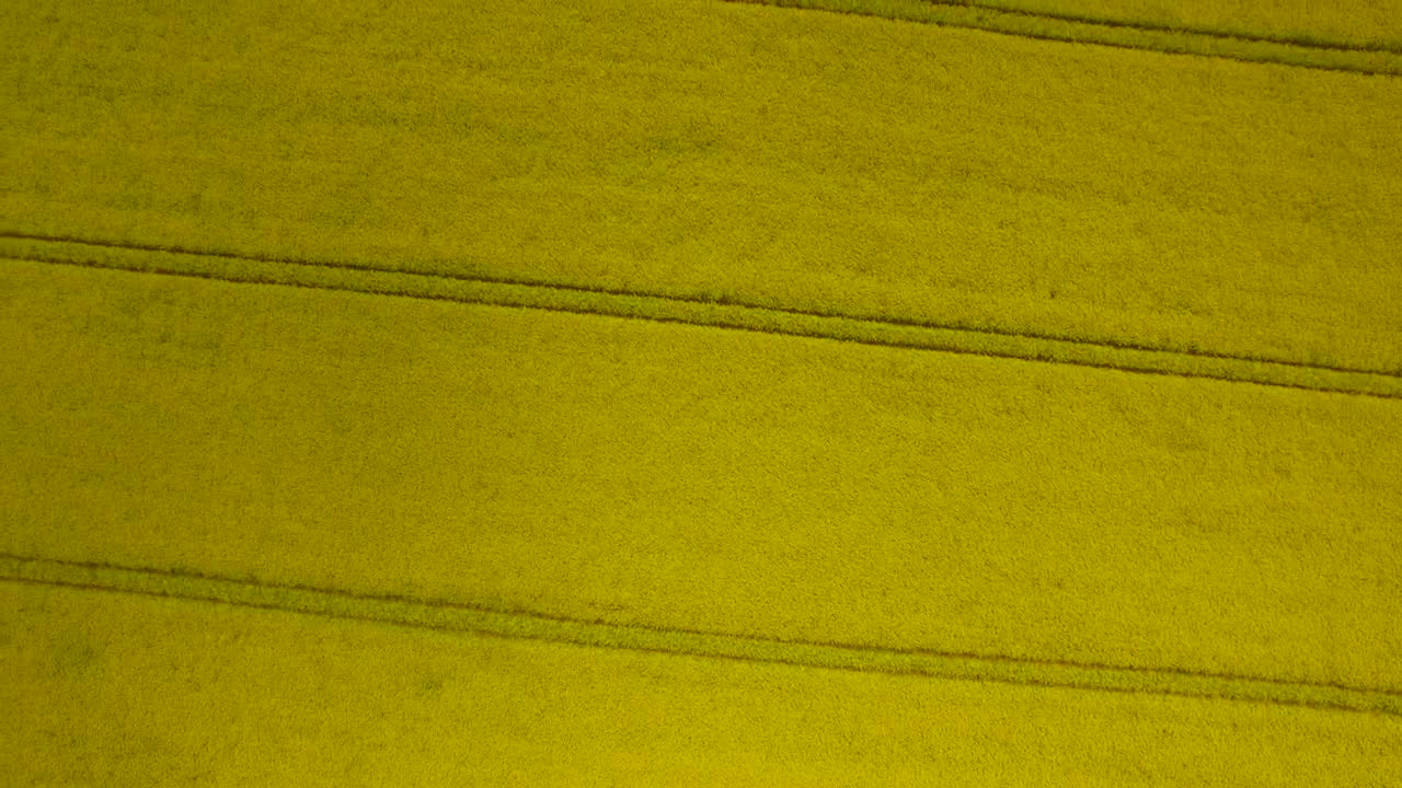 Stock Footage Yellow Field Live Wallpaper Free