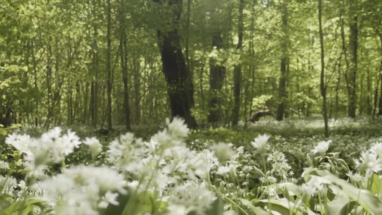 Stock Footage Young Woman Taking A Rest After Running Live Wallpaper Free