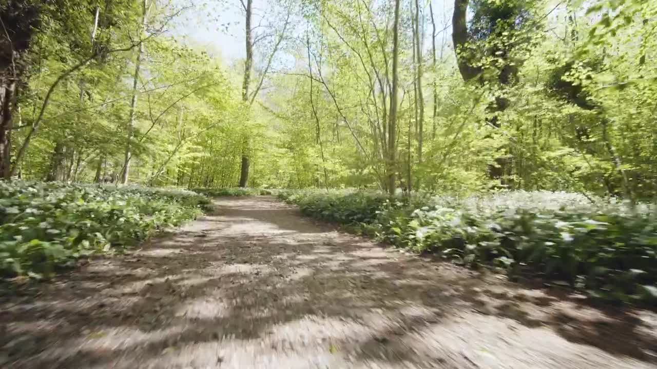 Stock Footage Woman Jogging In Woodland Live Wallpaper Free