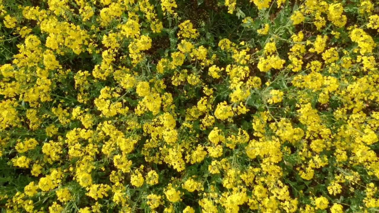 Stock Footage Zooming Out From Crops Live Wallpaper Free