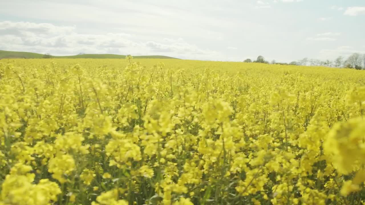 Stock Footage Yellow Flowers With Trees In The Background Live Wallpaper Free