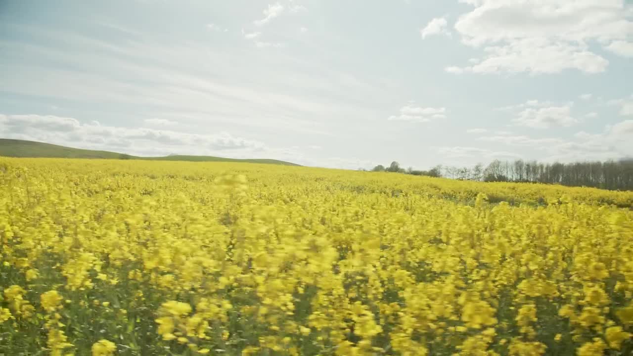 Stock Footage Yellow Crops In The Summer Live Wallpaper Free
