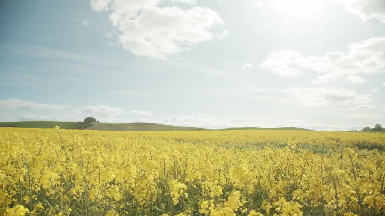 Stock Footage Yellow Flowers Under A Summer Sky Live Wallpaper Free