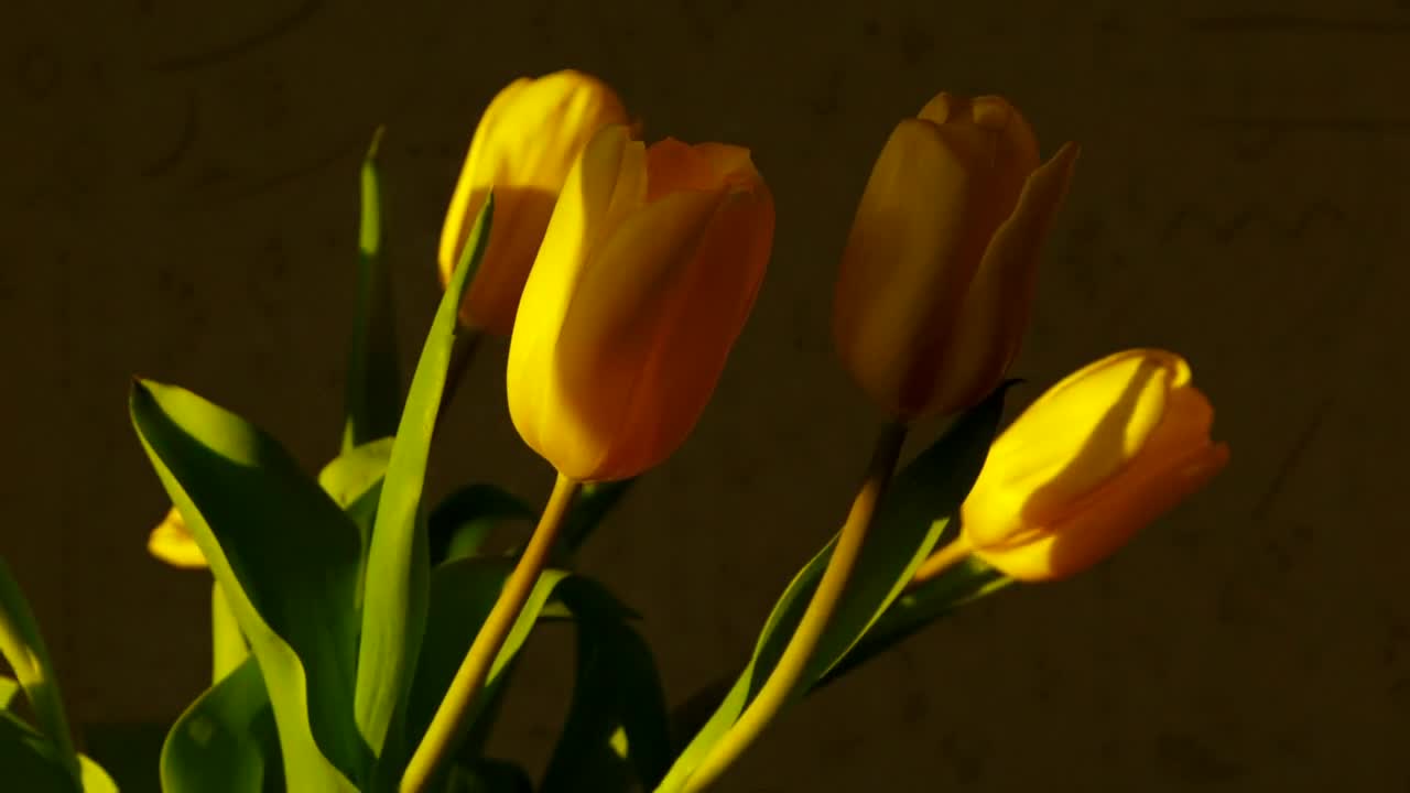 Stock Footage Yellow Tulips At Home Time Lapse Live Wallpaper Free