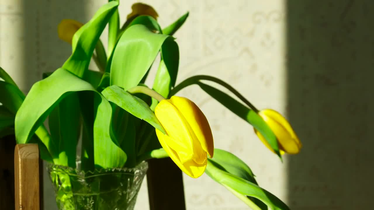 Stock Footage Yellow Tulip Flowers Raising Live Wallpaper Free
