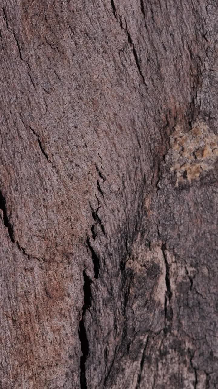 Stock Footage Wooden Bark With Cracks Close Up Live Wallpaper Free