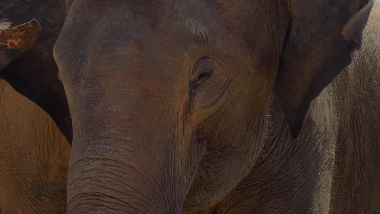 Stock Footage Young Elephant Moving Its Ears Live Wallpaper Free