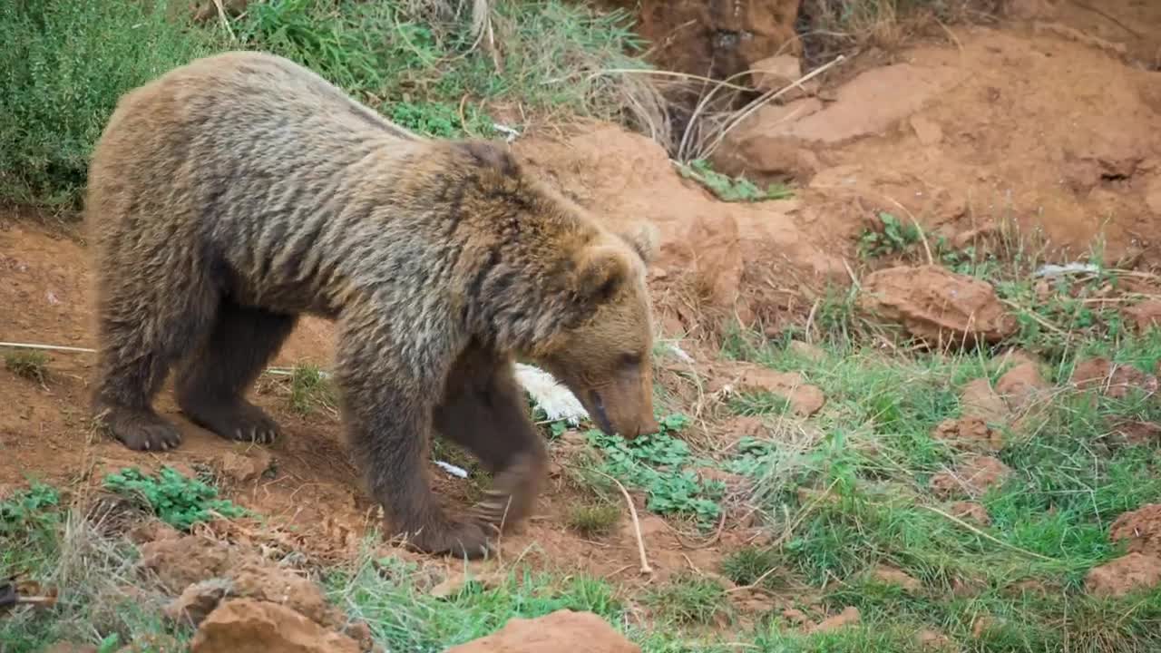 Stock Footage Young Brown Bear Walking Through The Field Live Wallpaper Free