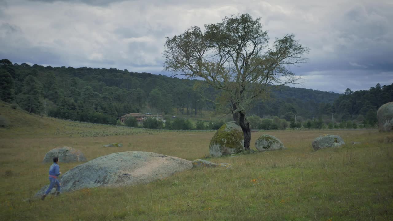Stock Footage Woman Taking Photos Of A Tree In The Fields Live Wallpaper Free