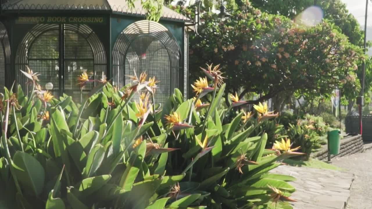 Stock Footage Yellow Flowers In A Garden Live Wallpaper Free