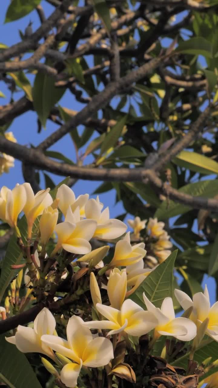 Stock Footage Yellow And White Flowers In A Tree Live Wallpaper Free