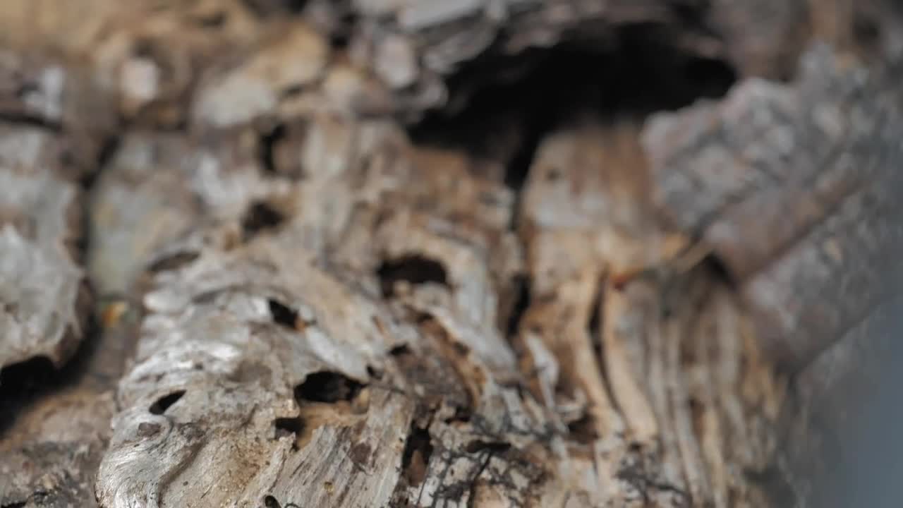 Stock Footage Wooden Log Close Up Live Wallpaper Free
