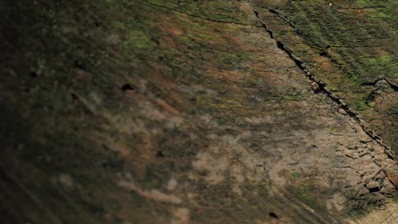 Stock Footage Wood Macro Close Up Live Wallpaper Free