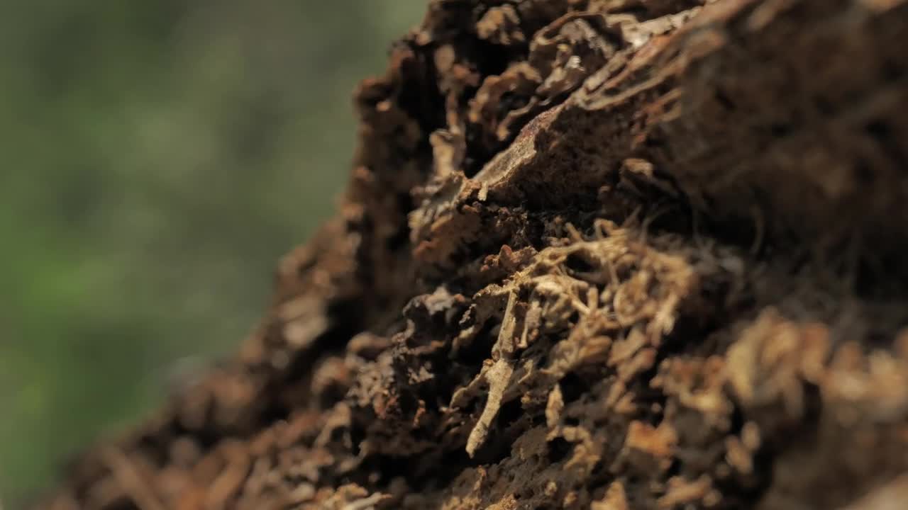 Stock Footage Wooden Log At A Forest Live Wallpaper Free