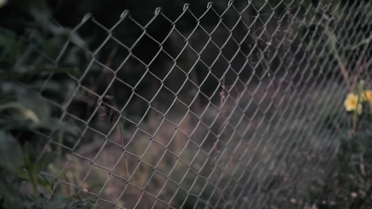 Stock Footage Yellow Flowers Next To A Wire Fence In A Garden Live Wallpaper Free