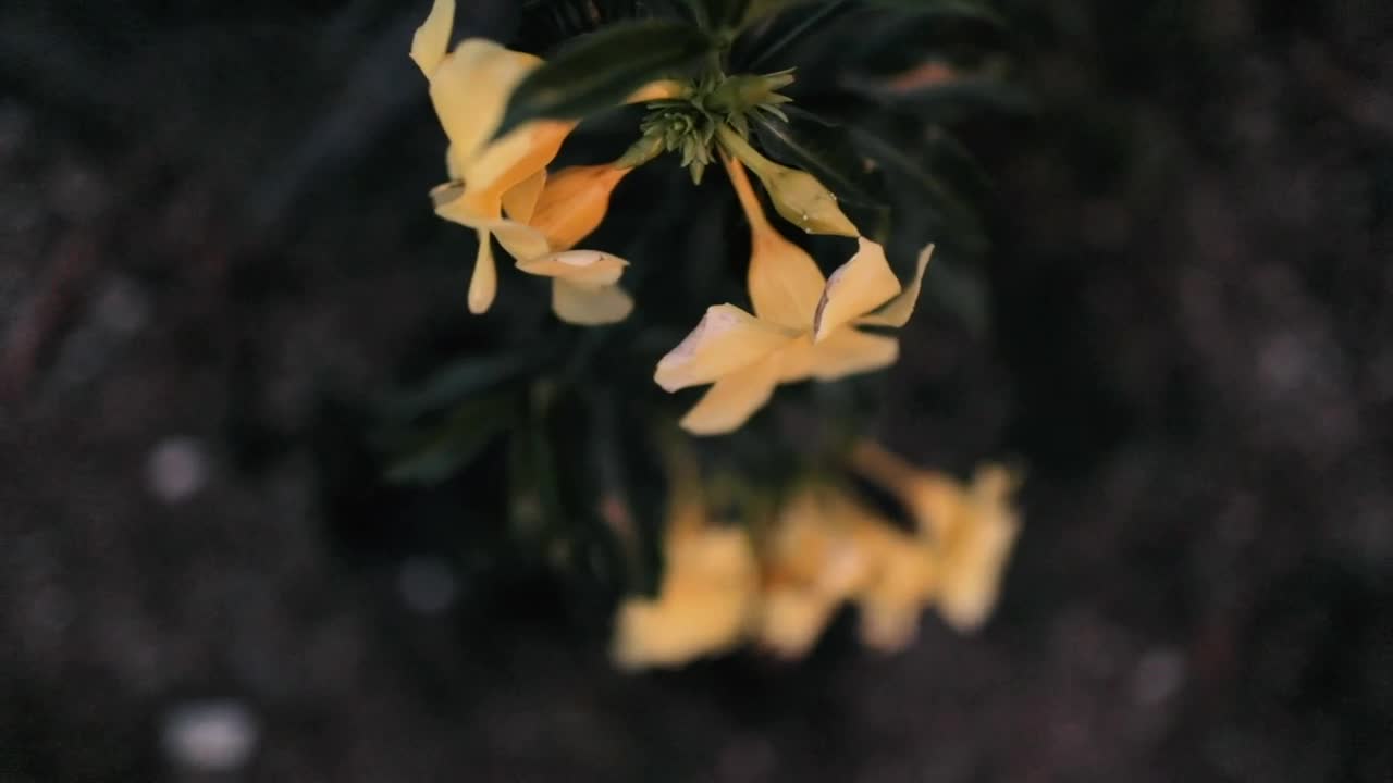 Stock Footage Yellow Flowers In A Garden Near To A Wire Mesh Live Wallpaper Free