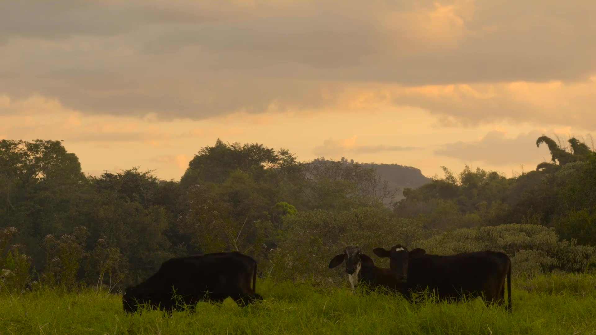 Free Video Cows Goat Farm Video Live Wallpaper