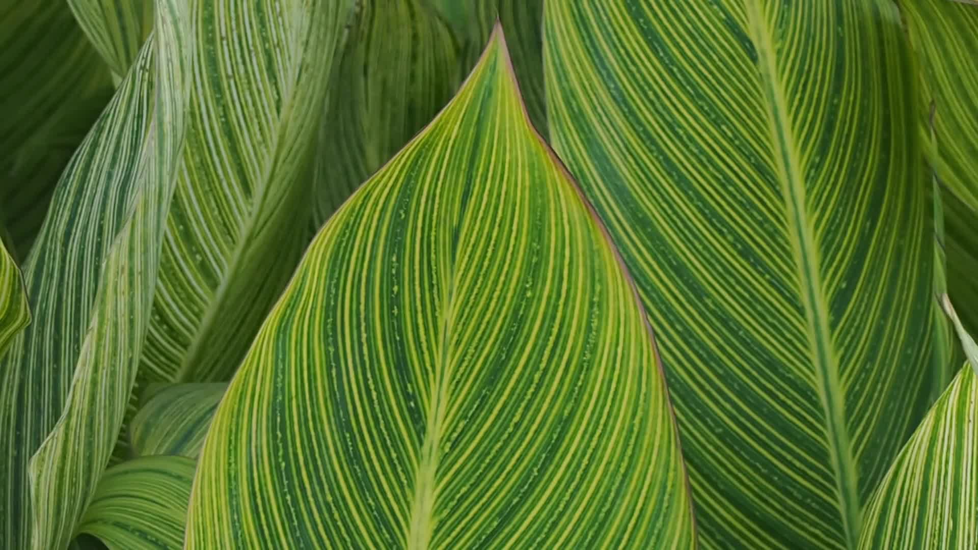Moving Green Leaves Video Live Wallpaper