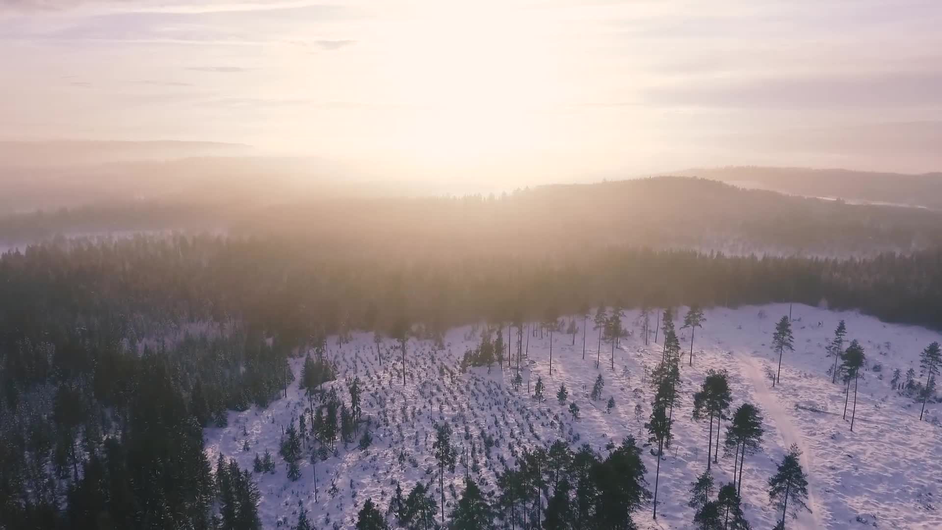 Ree Video Drone Forest Snow Video Live Wallpaper