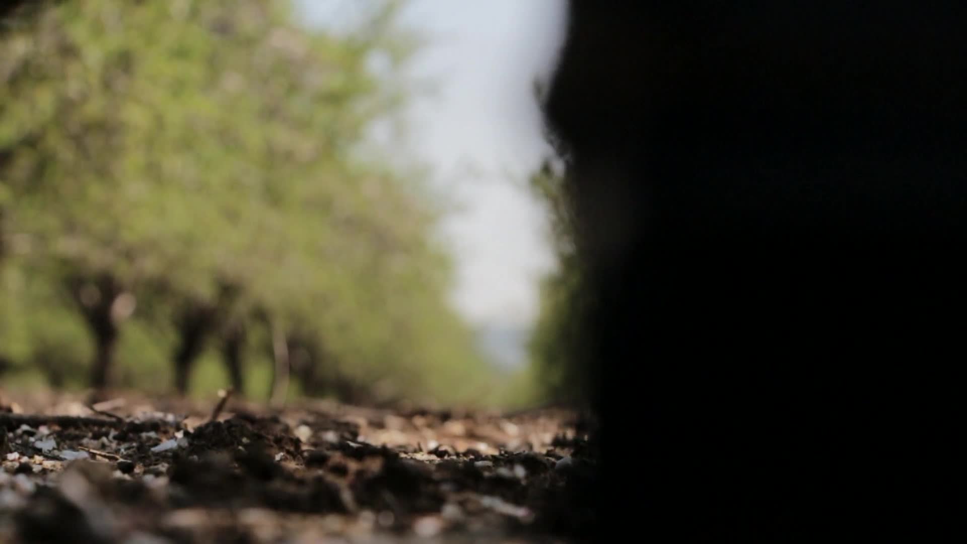 Ree Video Man Walking Forest Video Live Wallpaper