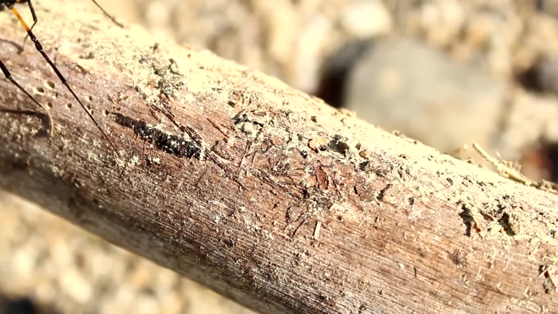 Ree Video Spider Walking Tree Video Live Wallpaper