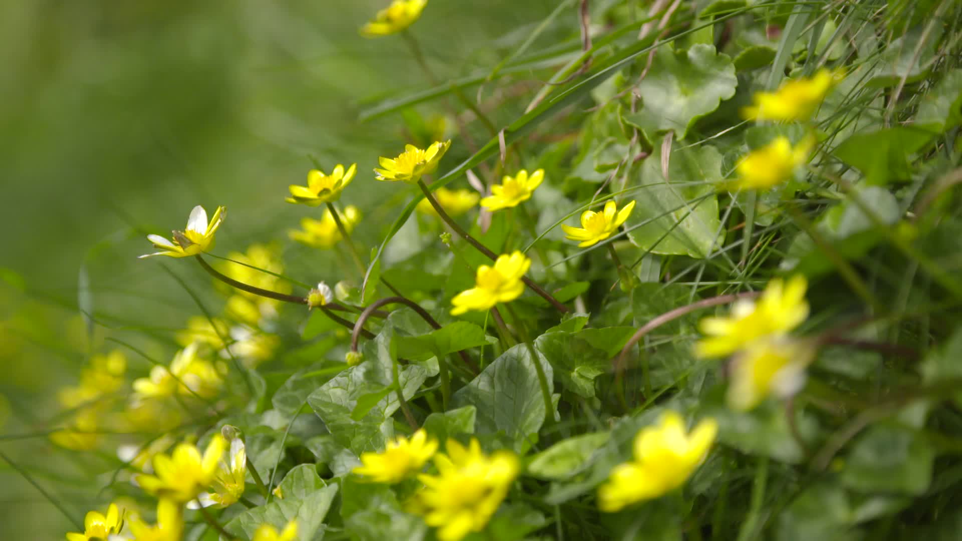 yellow flower animated wallpaper