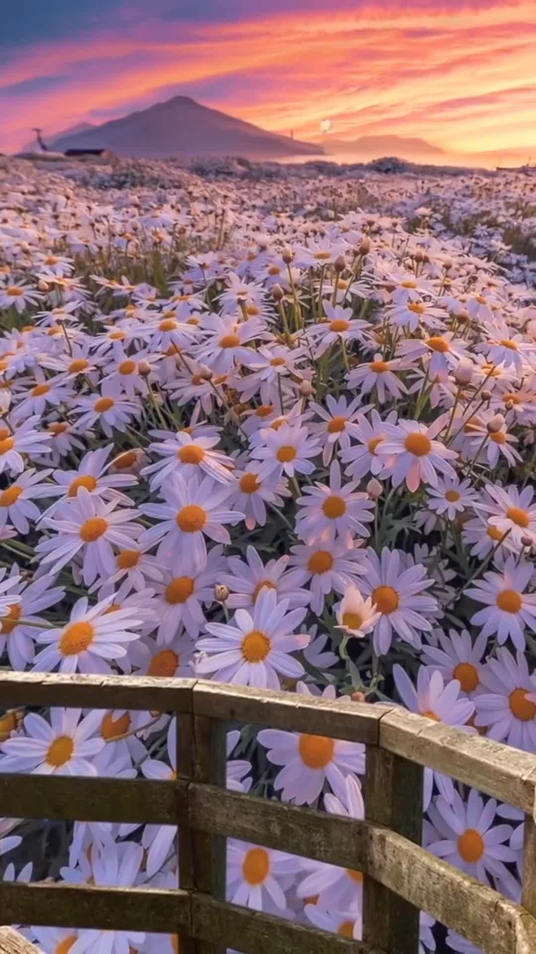 Android  iOS iPhone  chamomile hills sky live wallpaper 