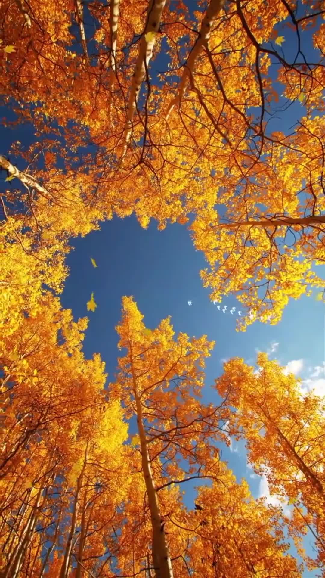 Fall Autumn Sky Phone Live Wallpaper