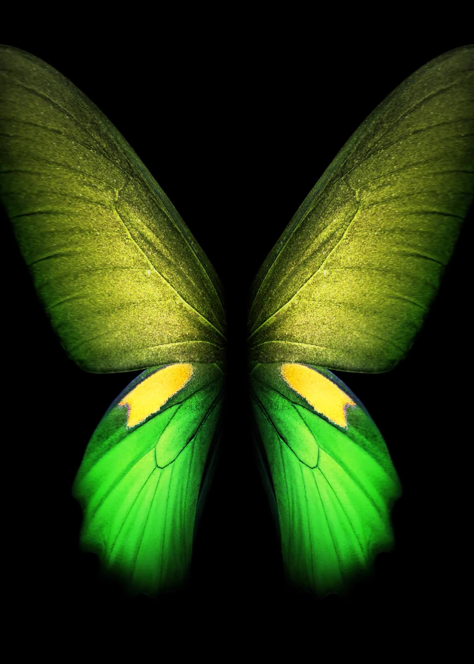 Butterfly Green Samsung Galaxy Z Fold3 Phone Live Wallpaper