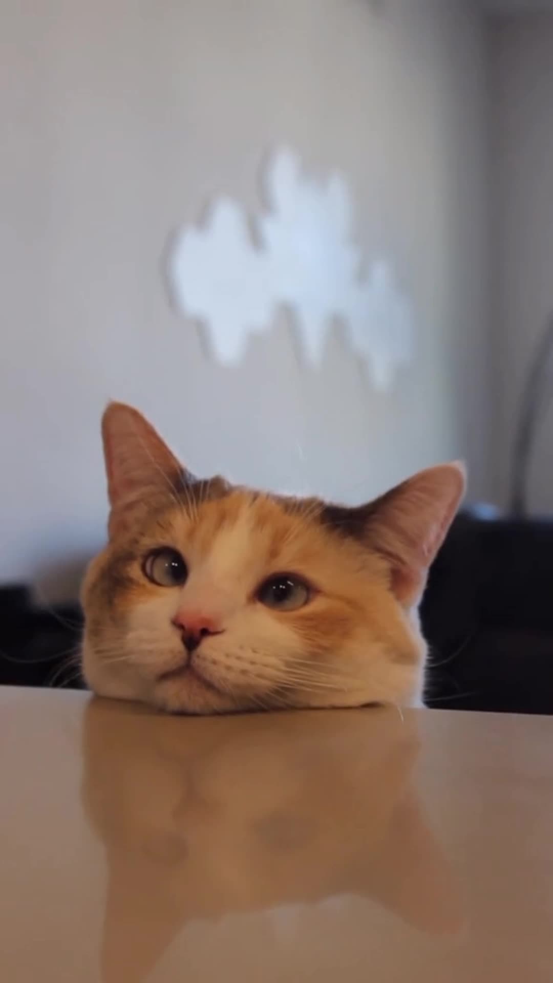 iOS iPhone  Android HD Relaxing Cat Live Wallpaper