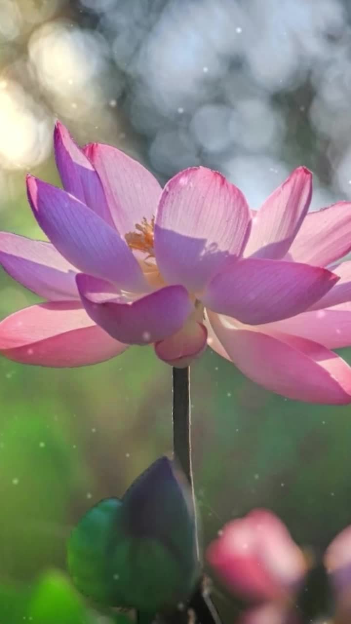 iPhone and Android Lotus Flower Live Phone Wallpaper