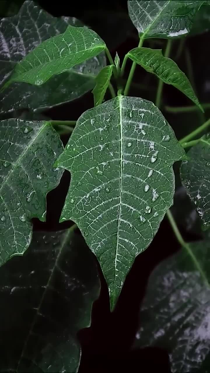 iPhone  Android Green Leafs In Black Background Phone Live Wallpaper