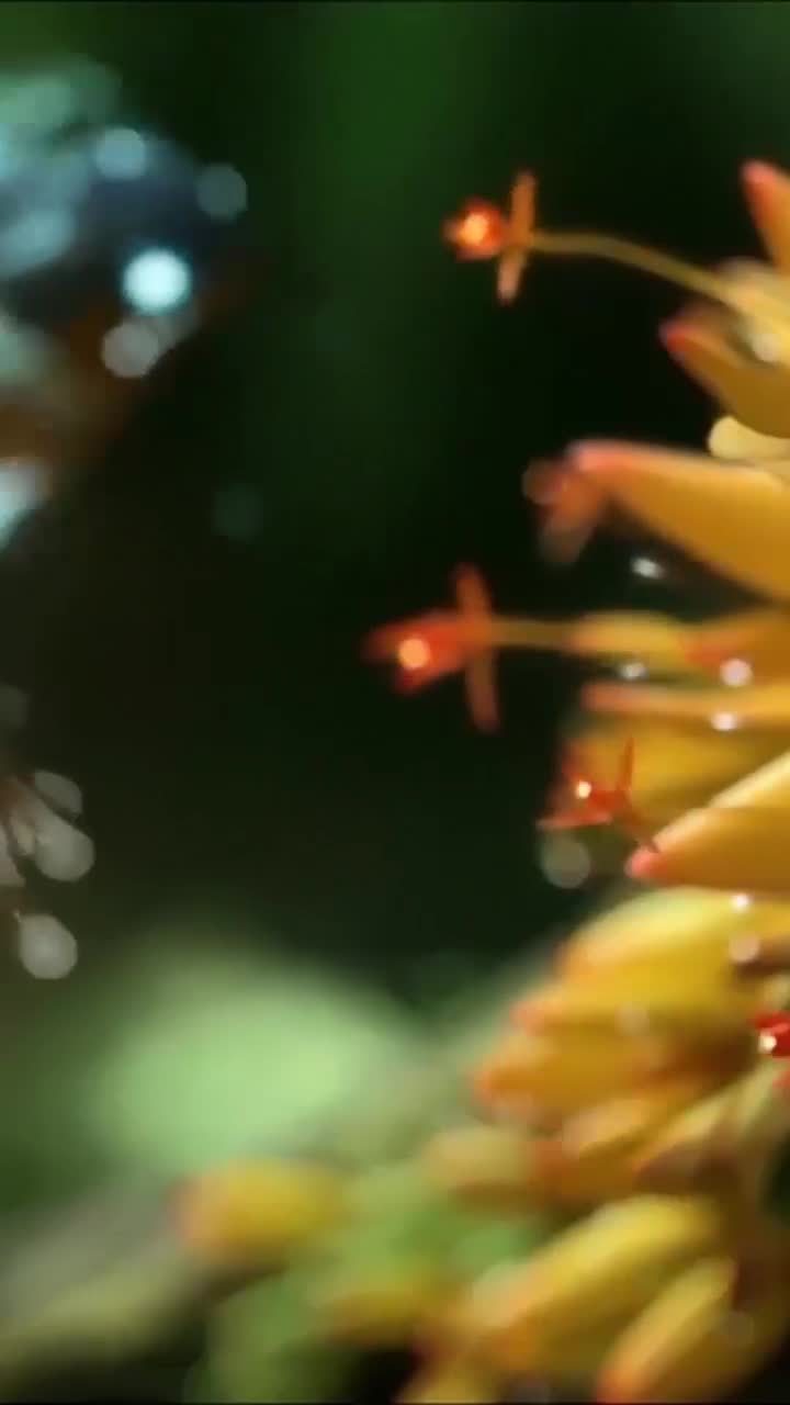 iPhone and Android Magical Hummingbird Live Phone Wallpaper