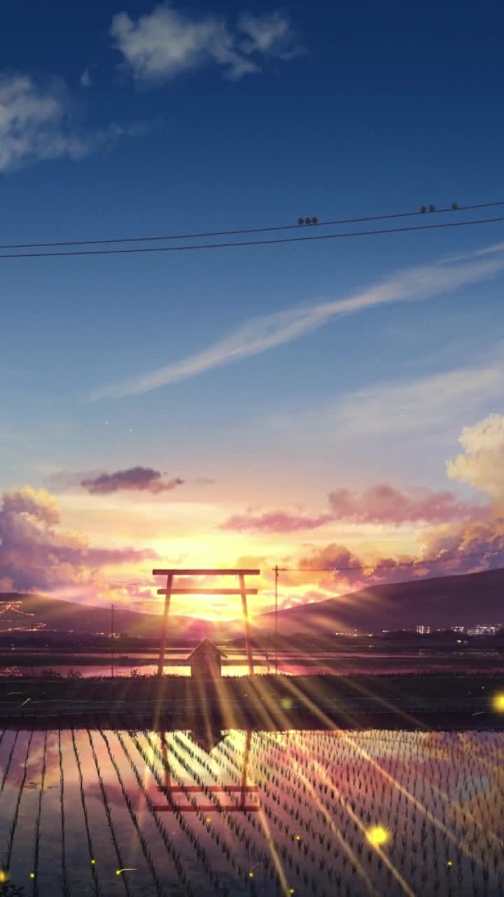 iPhone and Android Evening Paddy Fields Live Phone Wallpaper