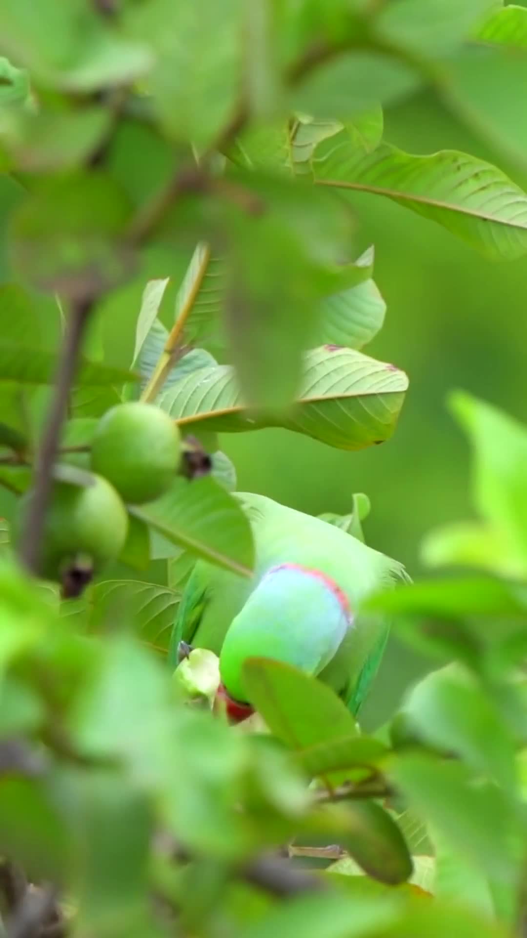 Green Bird Nature Live Wallpaper For Phone