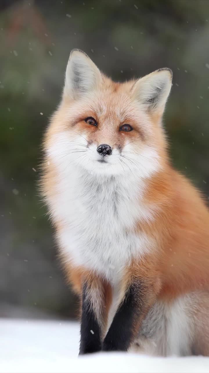 Live Phone Winter Fox Wallpaper To iPhone And Android