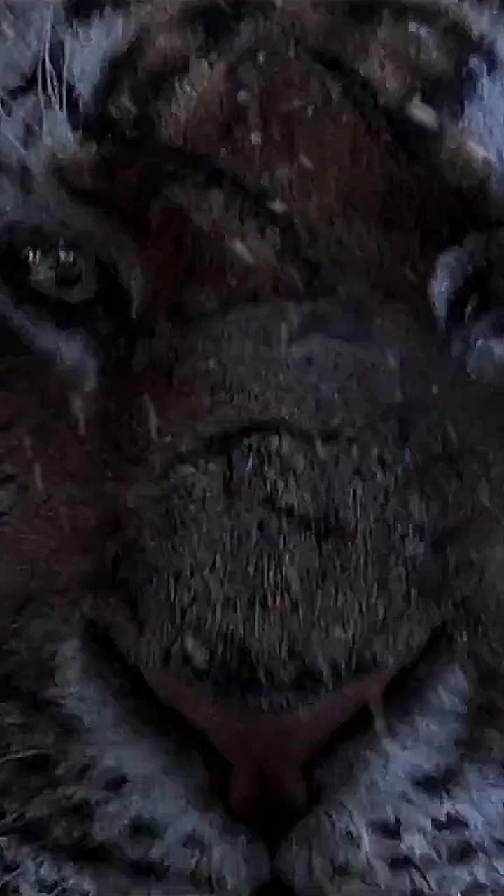 Live Phone Angry Tiger Wallpaper To iPhone And Android