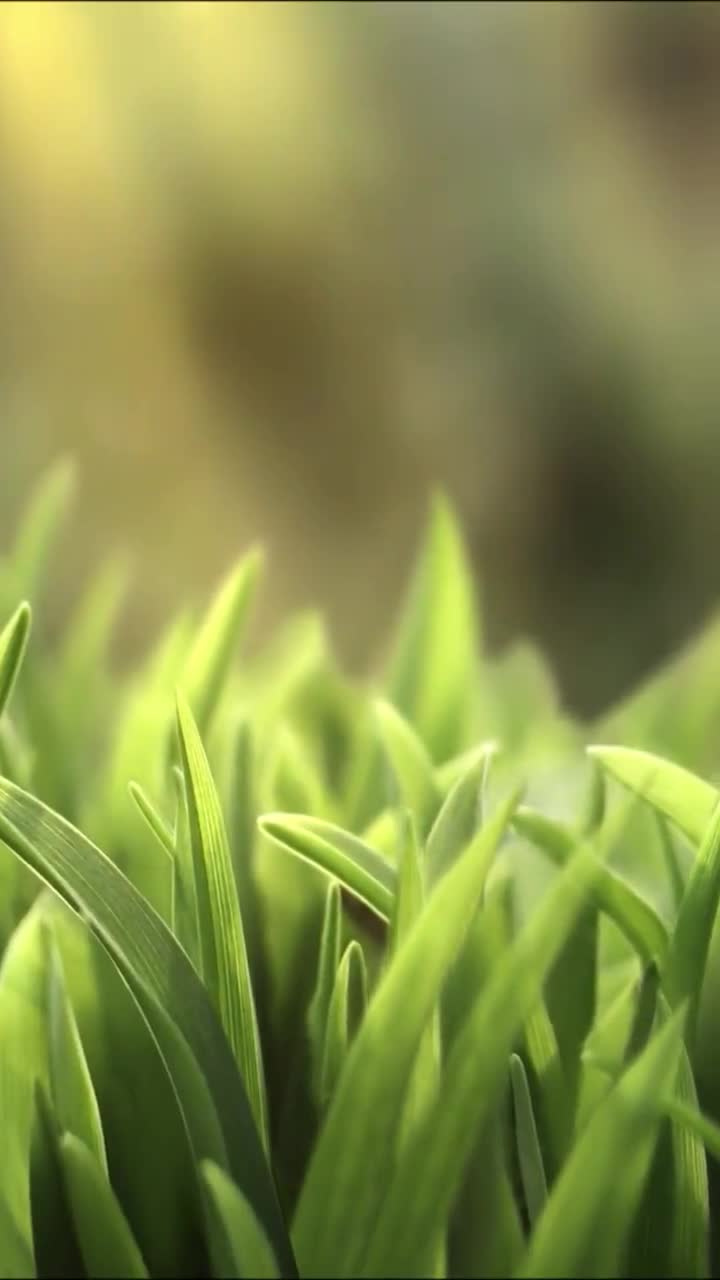 iPhone  Android Grass Meadow Nature Phone Live Wallpaper