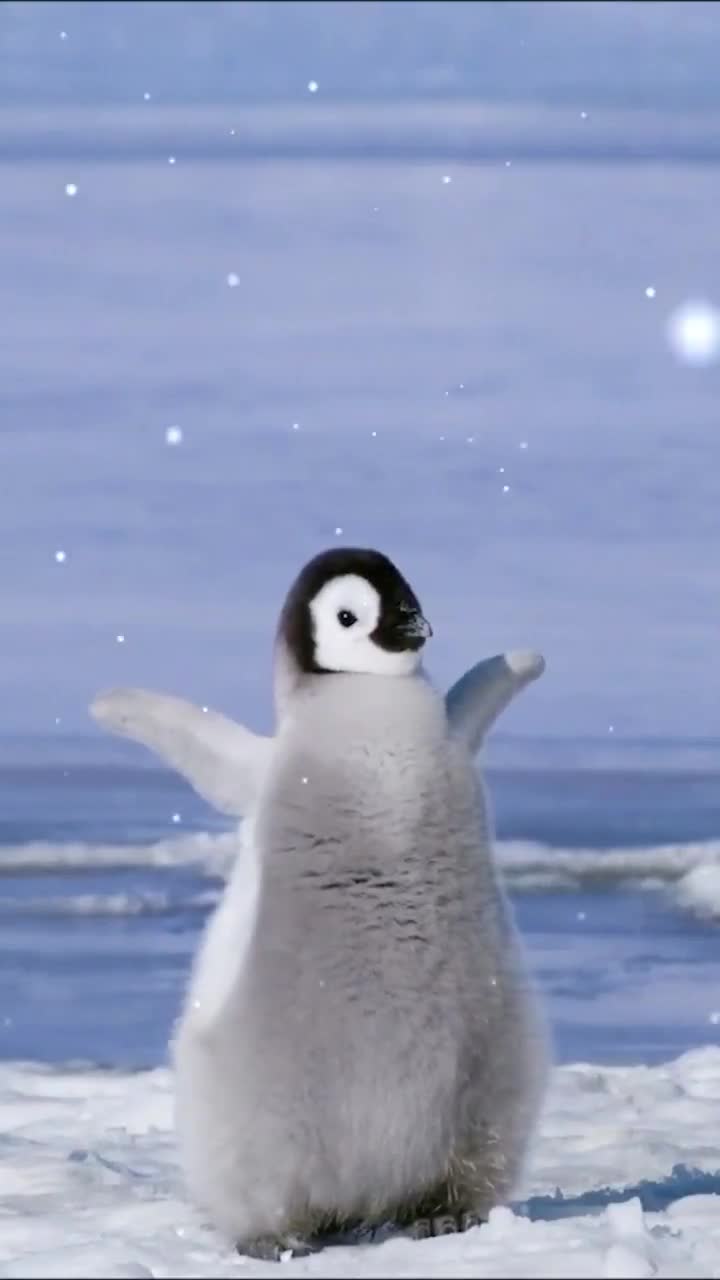 iPhone  Android Baby Emperor Penguin Ice Phone Live Wallpaper
