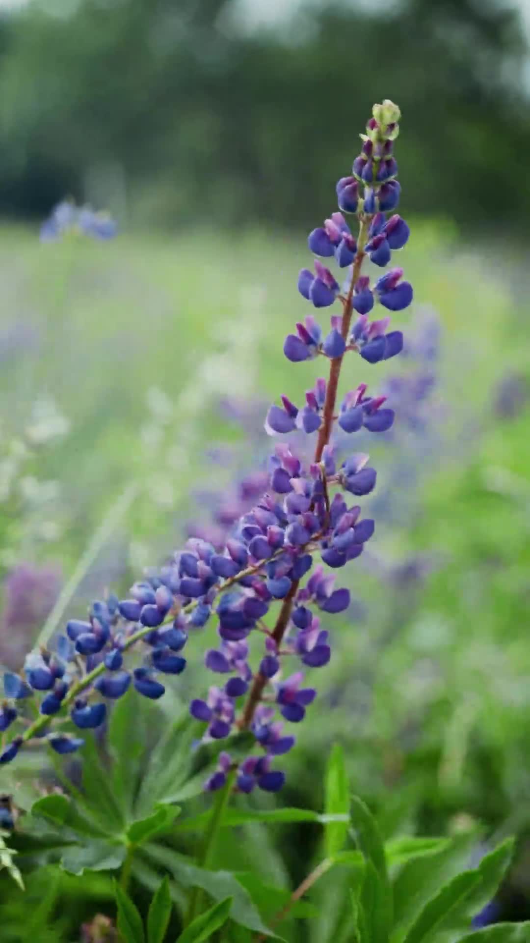 Nature Flower And Grass Live Wallpaper For Phone