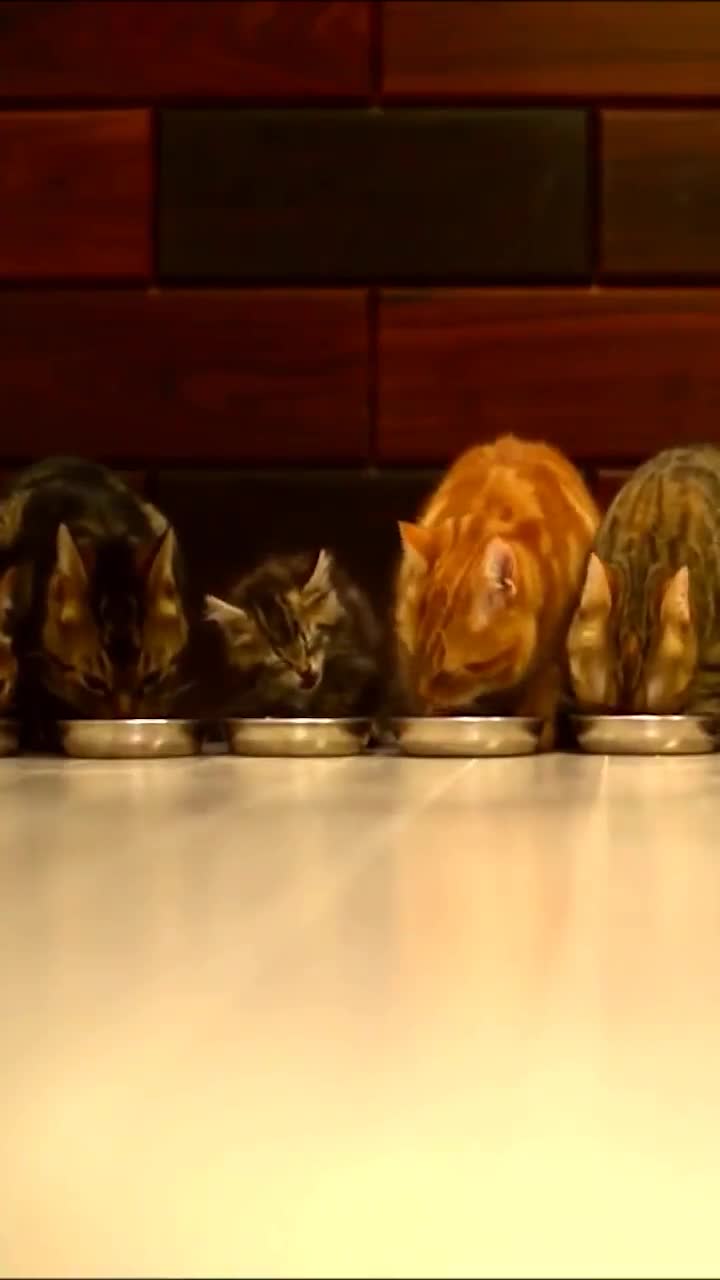 iPhone  Android Cats Eating Animals Phone Live Wallpaper
