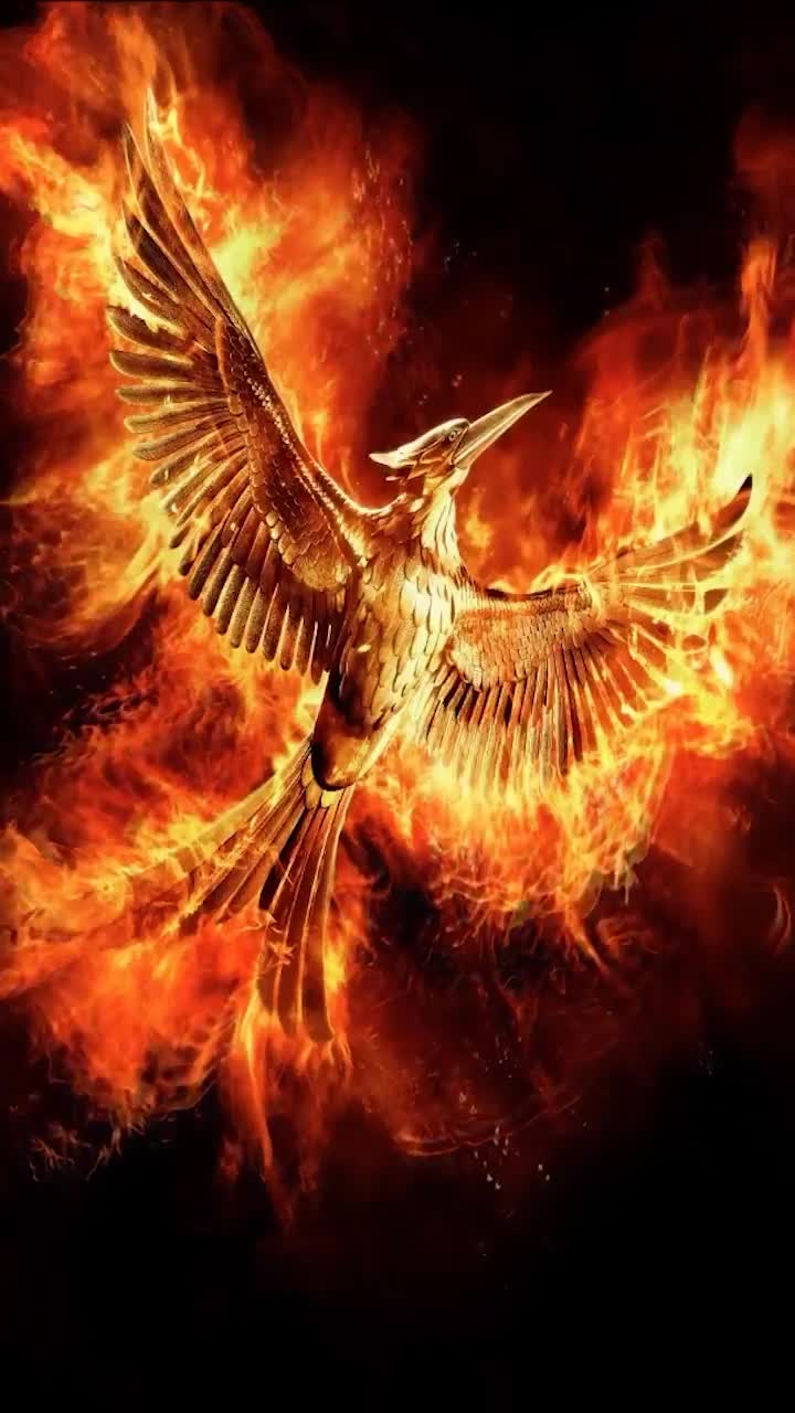 iPhone  Android The Hunger Games Mockingjay Phone Live Wallpaper