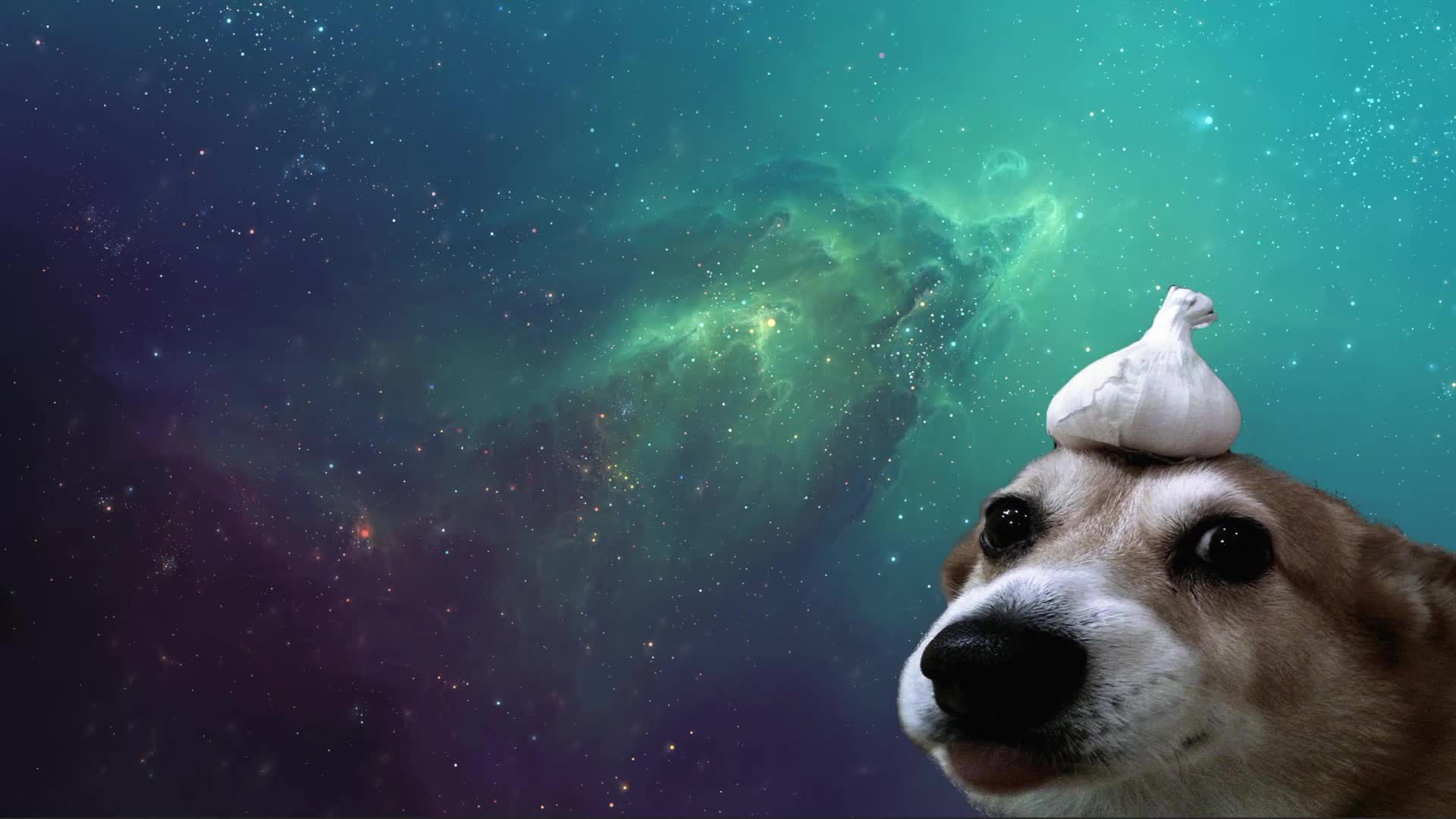 Garlic Dog Live Wallpaper