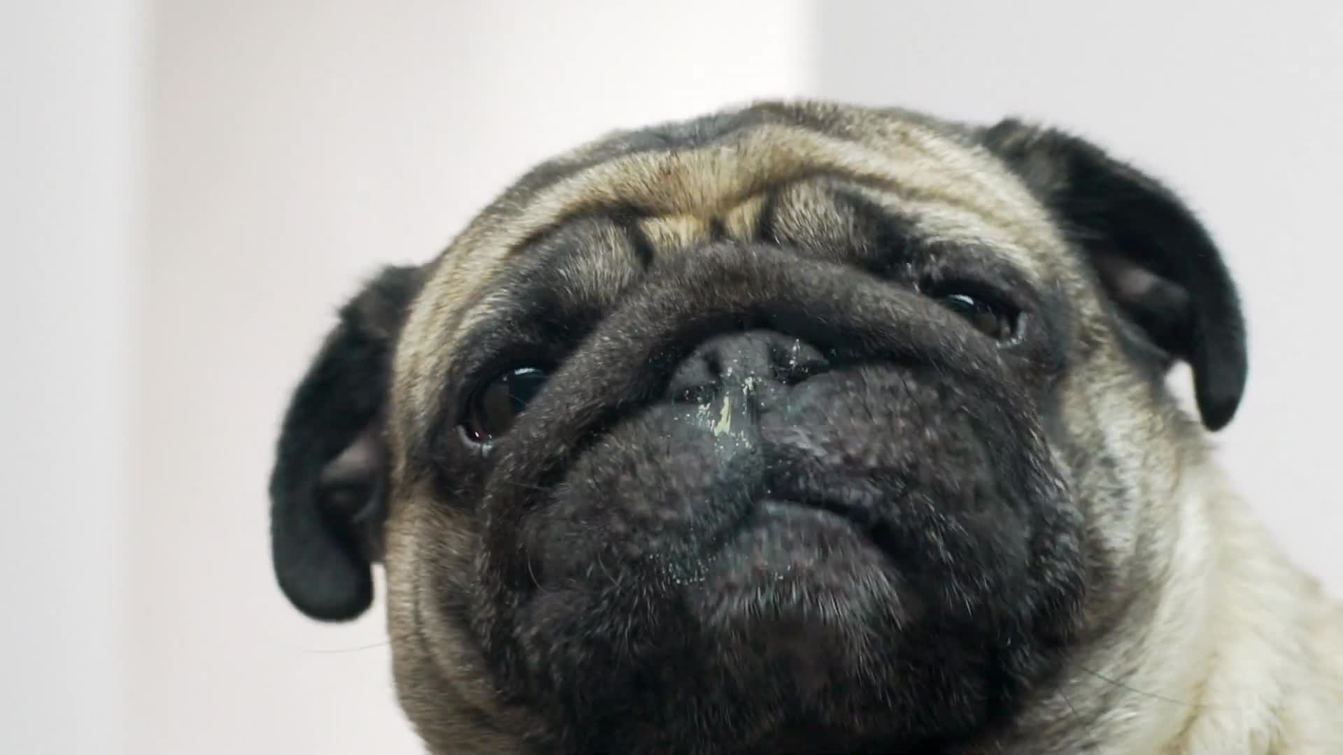 Dog Licking Screen Live Wallpaper